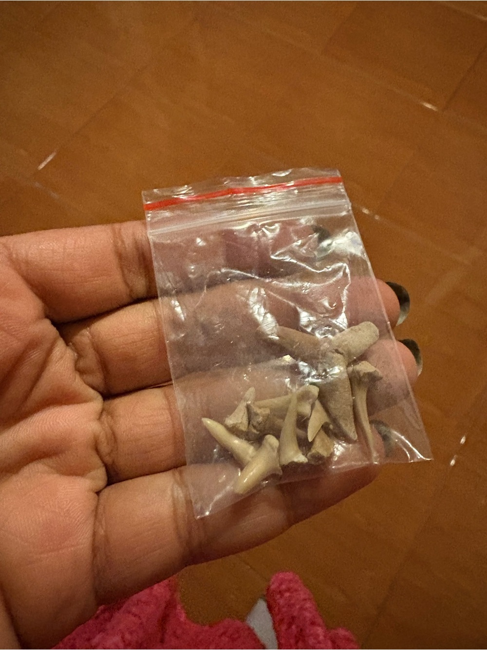 Shark Teeth - Picture 4 of 4